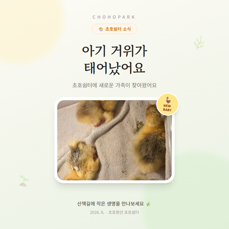 초호쉼터에 아기 거위가 태어났어요 1